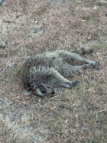 Featured image for “Common Raccoon”