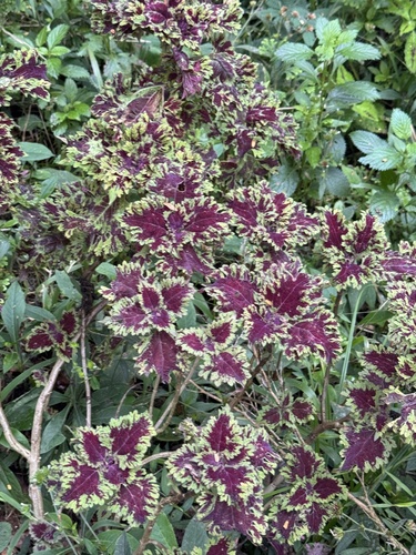 Coleus