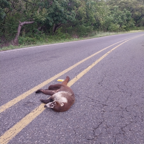 White-nosed Coati