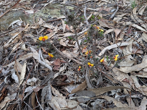 Dillwynia ramosissima