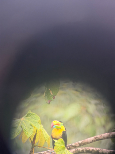 Keel-billed Toucan