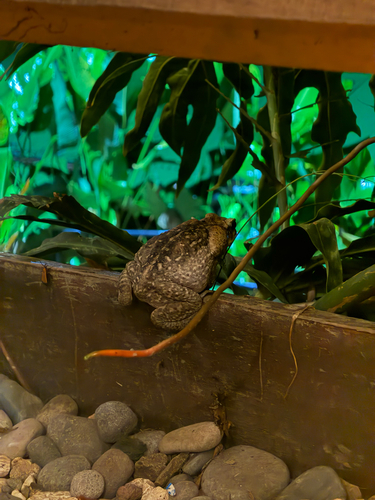 Giant Toad