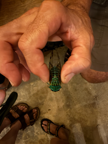 Emerald Cicada