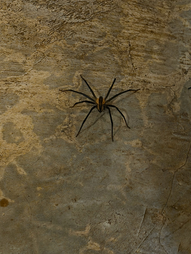 Spot-legged Bromeliad Spider