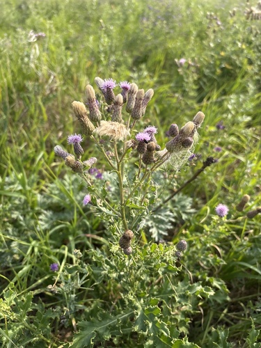 creeping thistle