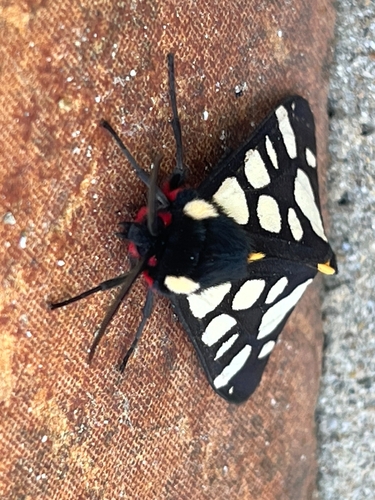 Cream-spot Tiger