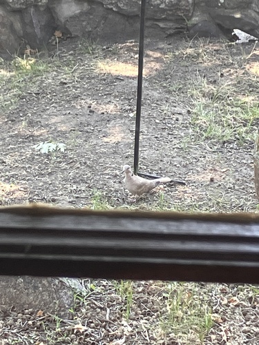 Eurasian Collared-Dove