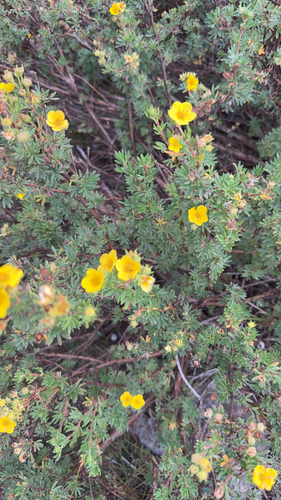 shrubby cinquefoil