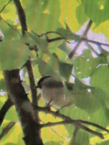 Great Tit
