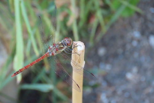 Common Darter