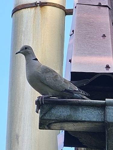 Eurasian Collared-Dove