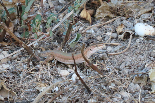 Italian Wall Lizard