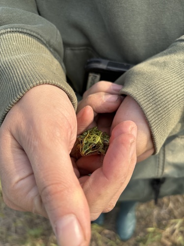 Northern Leopard Frog