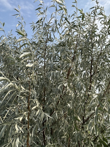Russian olive