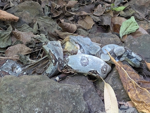 Central American Boa