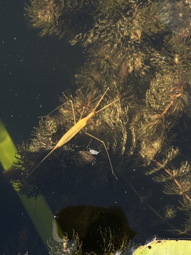 Eurasian Water Stick Insect