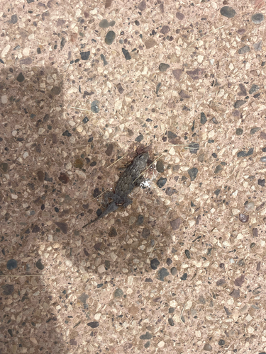 Moorish Gecko