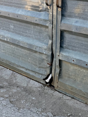 Striped Skunk