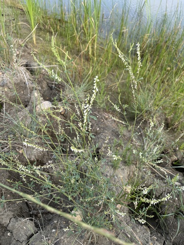 White Sweetclover