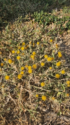 Yellow Star-Thistle