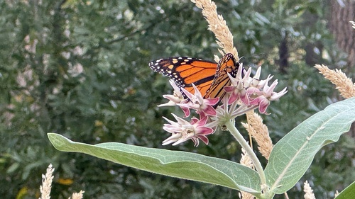 iNaturalist observation photo of Monarch