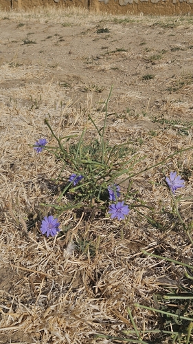 chicory