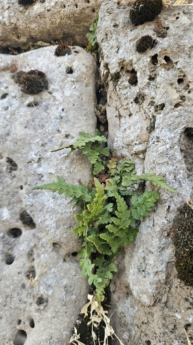 black spleenwort