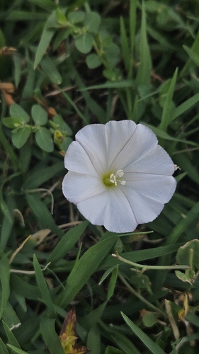 field bindweed