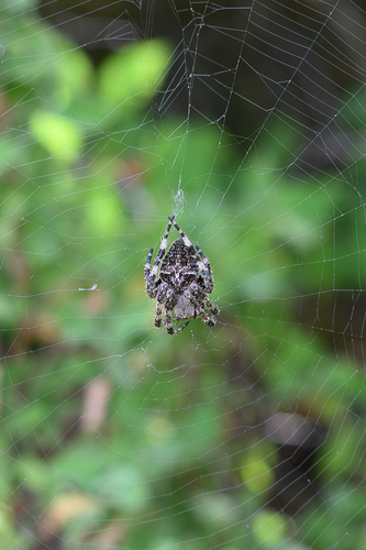 Angular Orbweaver Spider