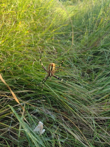 Wasp Spider