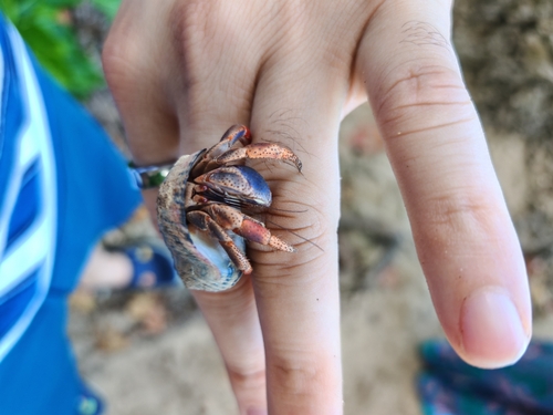 Caribbean Land Hermit Crab