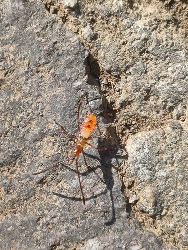 Western Conifer Seed Bug