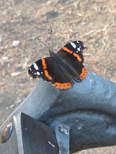 Red Admiral