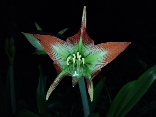 Hippeastrum glaucescens