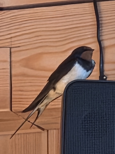 Barn Swallow