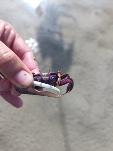 West African Fiddler Crab