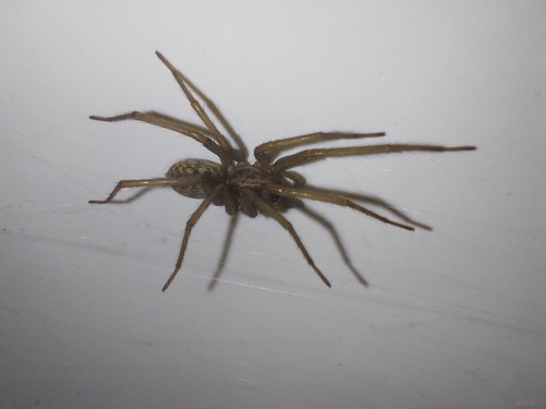 Giant House Spider