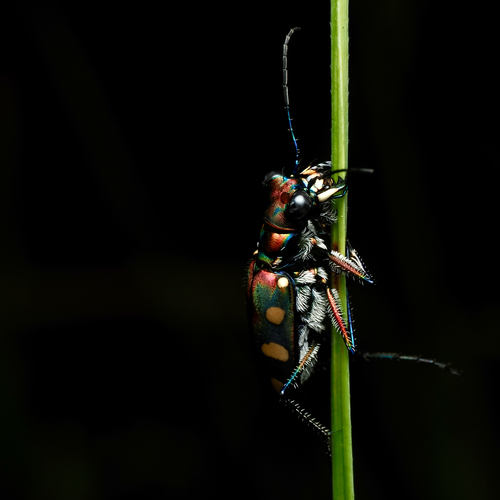 Golden-spotted Tiger Beetle