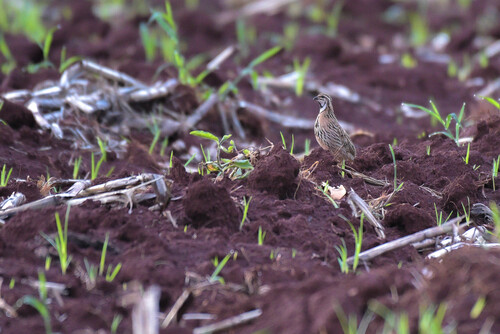 Rain Quail