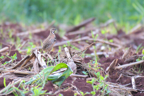 Rain Quail