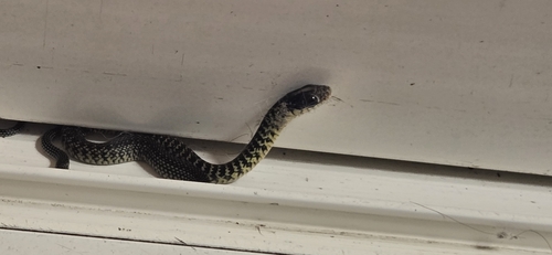 Speckled Racer