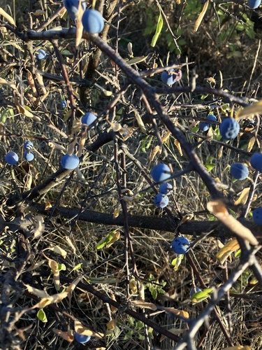 Blackthorn