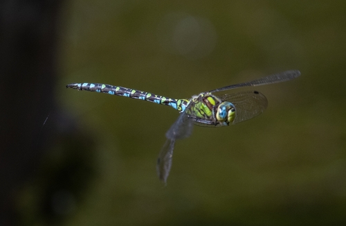 Southern Hawker