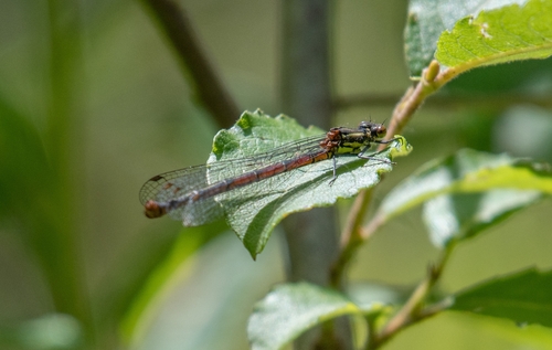 Large Red Damselfly
