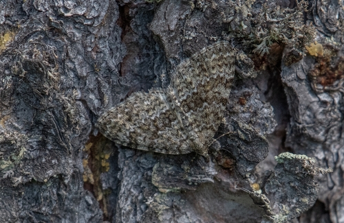 Grey Mountain Carpet