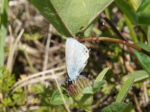 Short-tailed Blue
