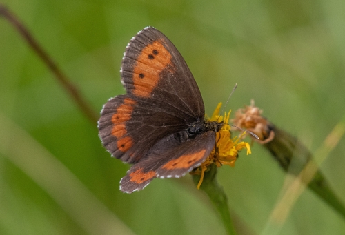 Large Ringlet