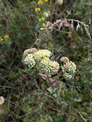 Great Stonecrop