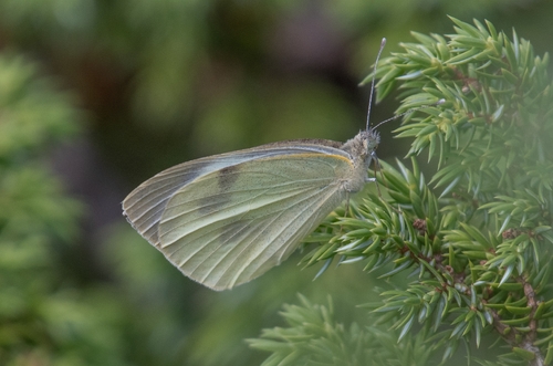 Large White