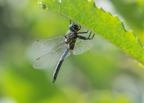 Alpine Emerald